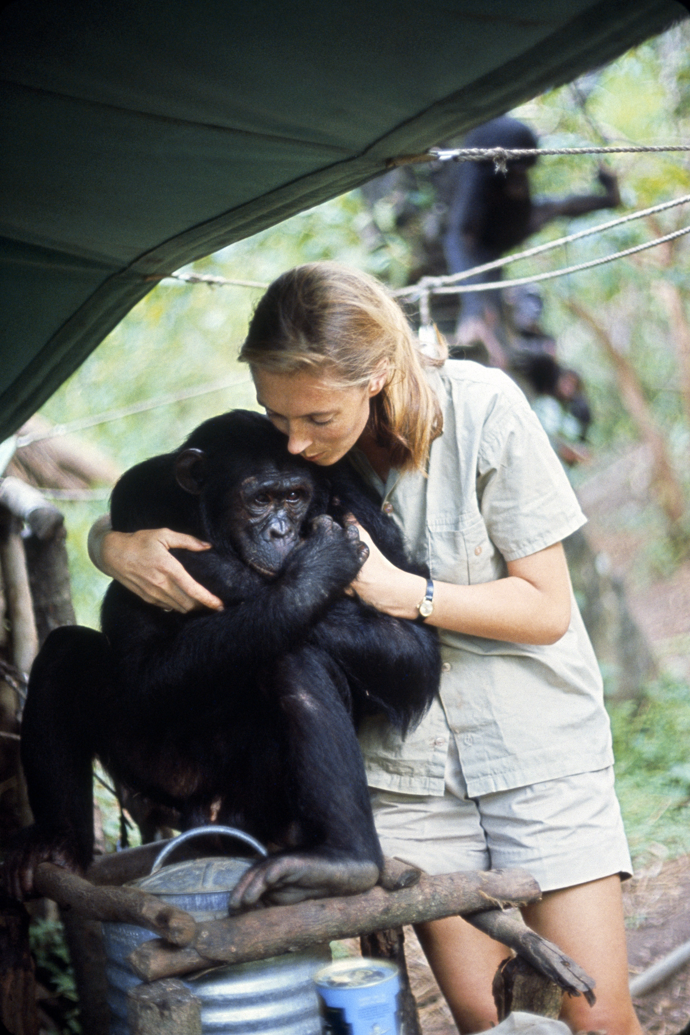 jane goodall chimpanzee hunting