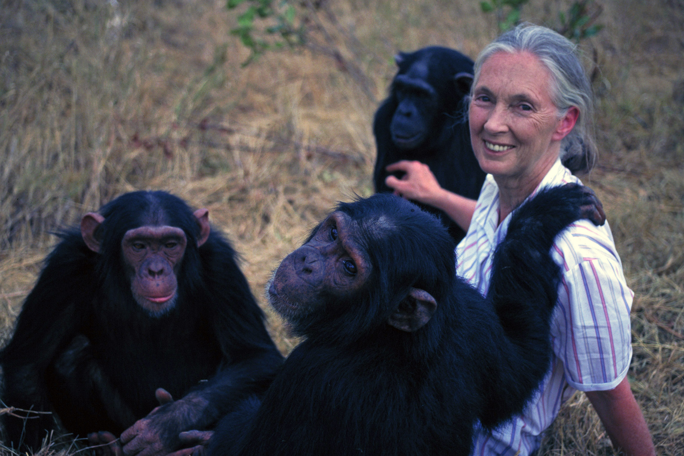 Dame Jane Goodall | Academy Of Achievement