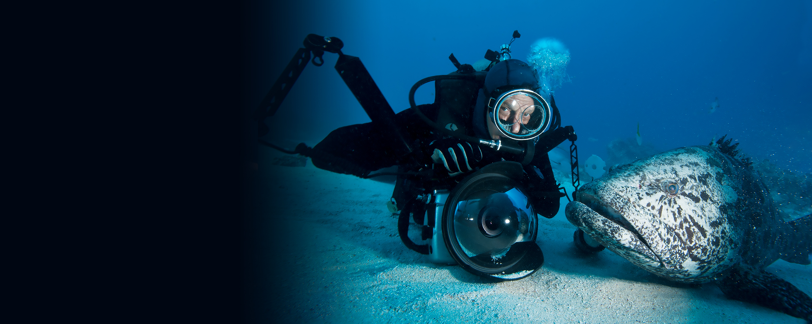Звук морской глубины. Дэвид Дубиле фотограф. Дэвид Дубиле круг барракуд. Исследование морских глубин. Морской исследователь.